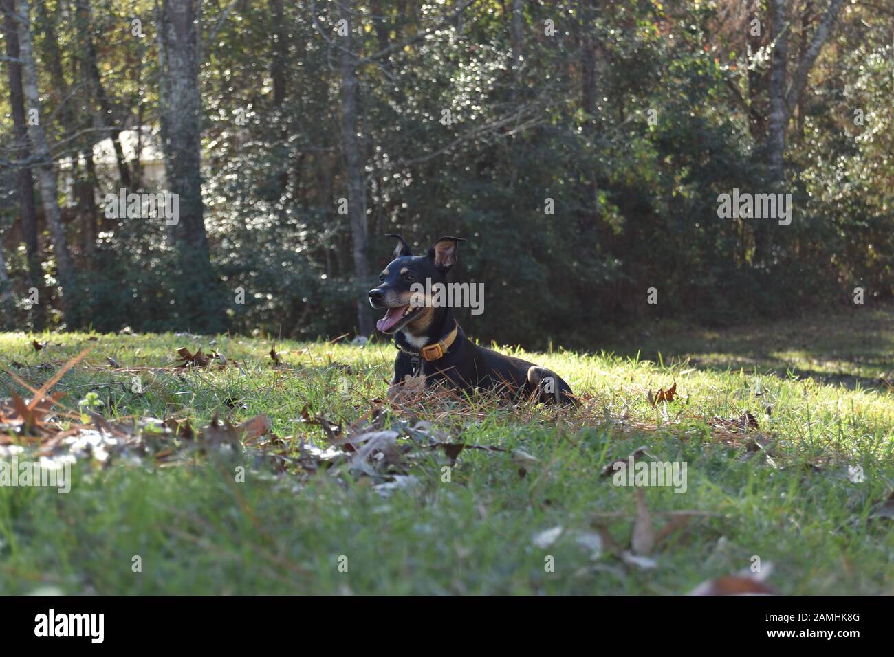 Schwarzer Hund ruht an einem hellen klaren Tag mit Blättern im Gras. Stockfoto