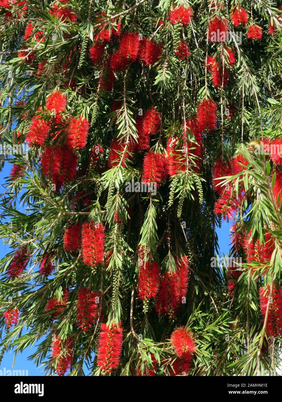 Trauer-Zylinderputzer (Kallistemon viminalis), Puero de Mogan, Gran Canaria, Spanien Stockfoto