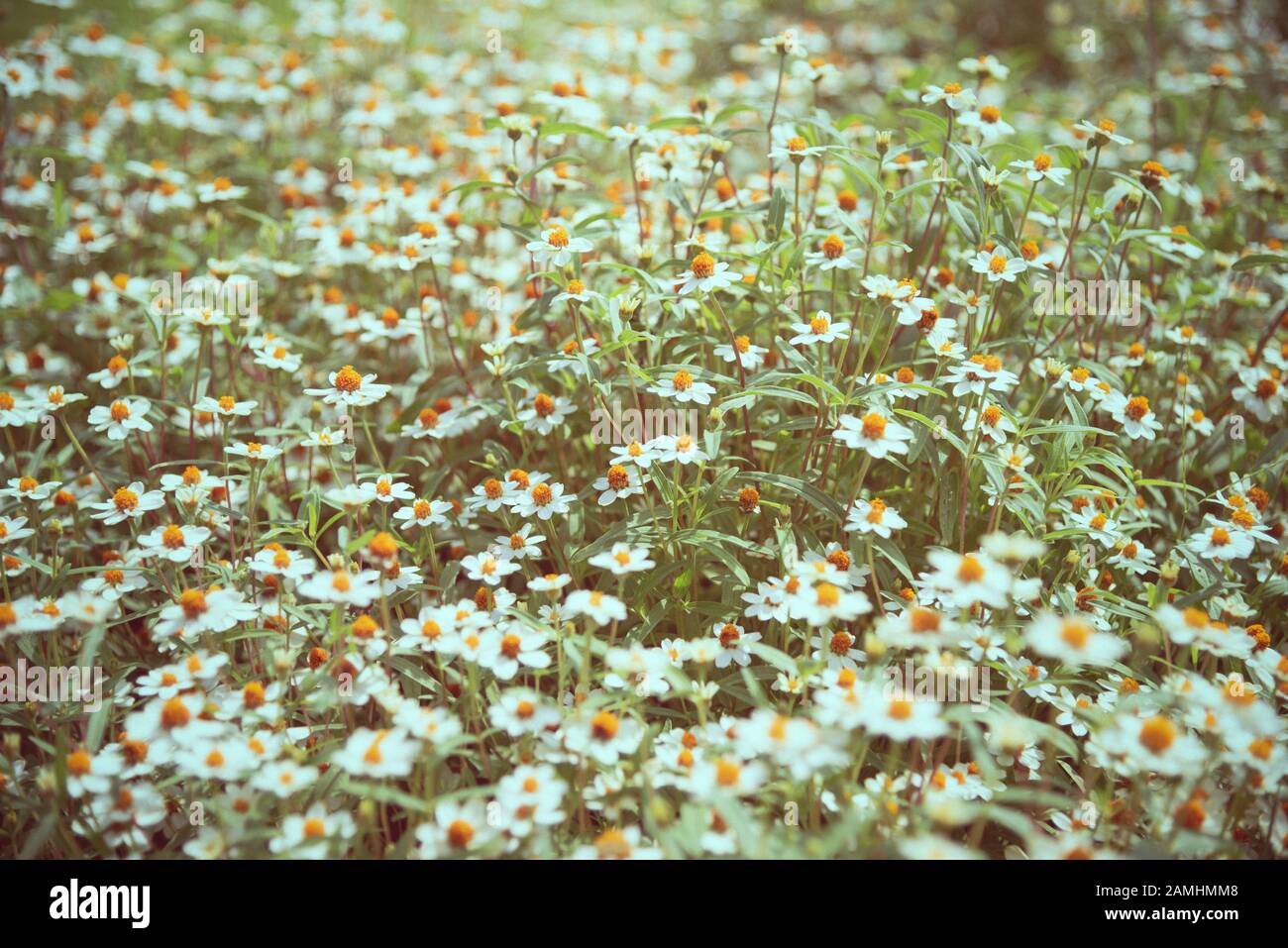 Altes Bild Wiese Blumendesign Vintage-Stil, Schöne Natur Landschaft Feld weiße Blume aus Kamille, Kamille oder Chamaemelum Nobile, Blumen im Freien Stockfoto