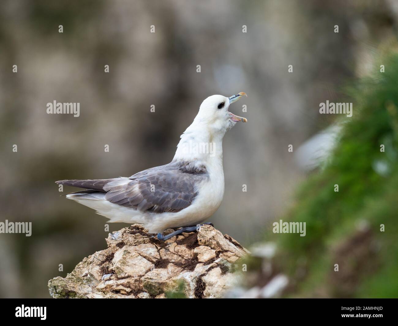 Fulmar ruht auf Felsen. Bempton Cliffs. Stockfoto