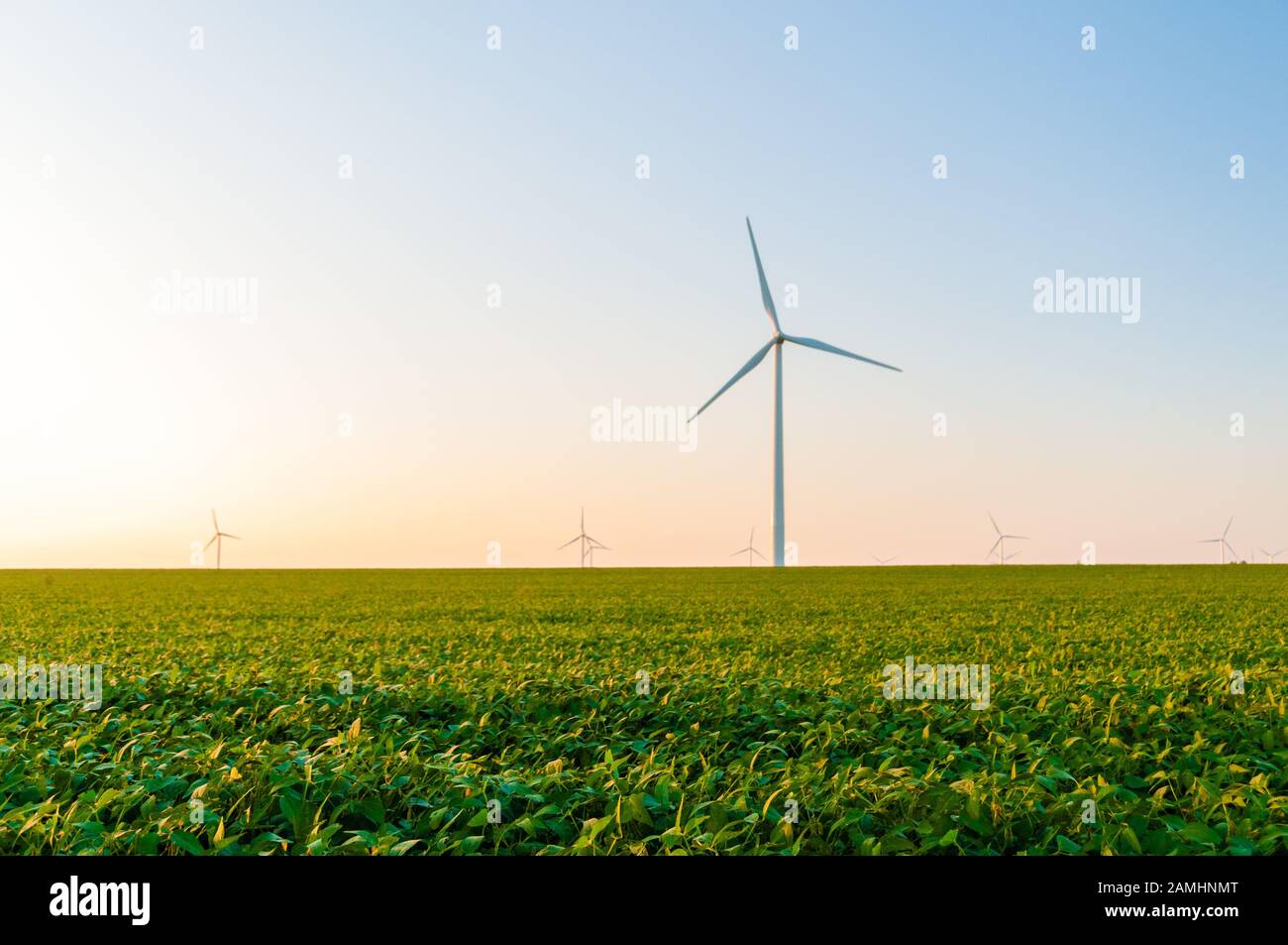 Cornfield mit großen Windkraftanlagen in Dexter Minnesota USA Stockfoto