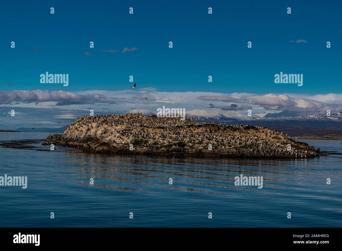 Gruppe der Kormorane in der Insel Los Pájaros, Beagle Kanal, Ushuaia, Feuerland, Argentinien gesehen Stockfoto