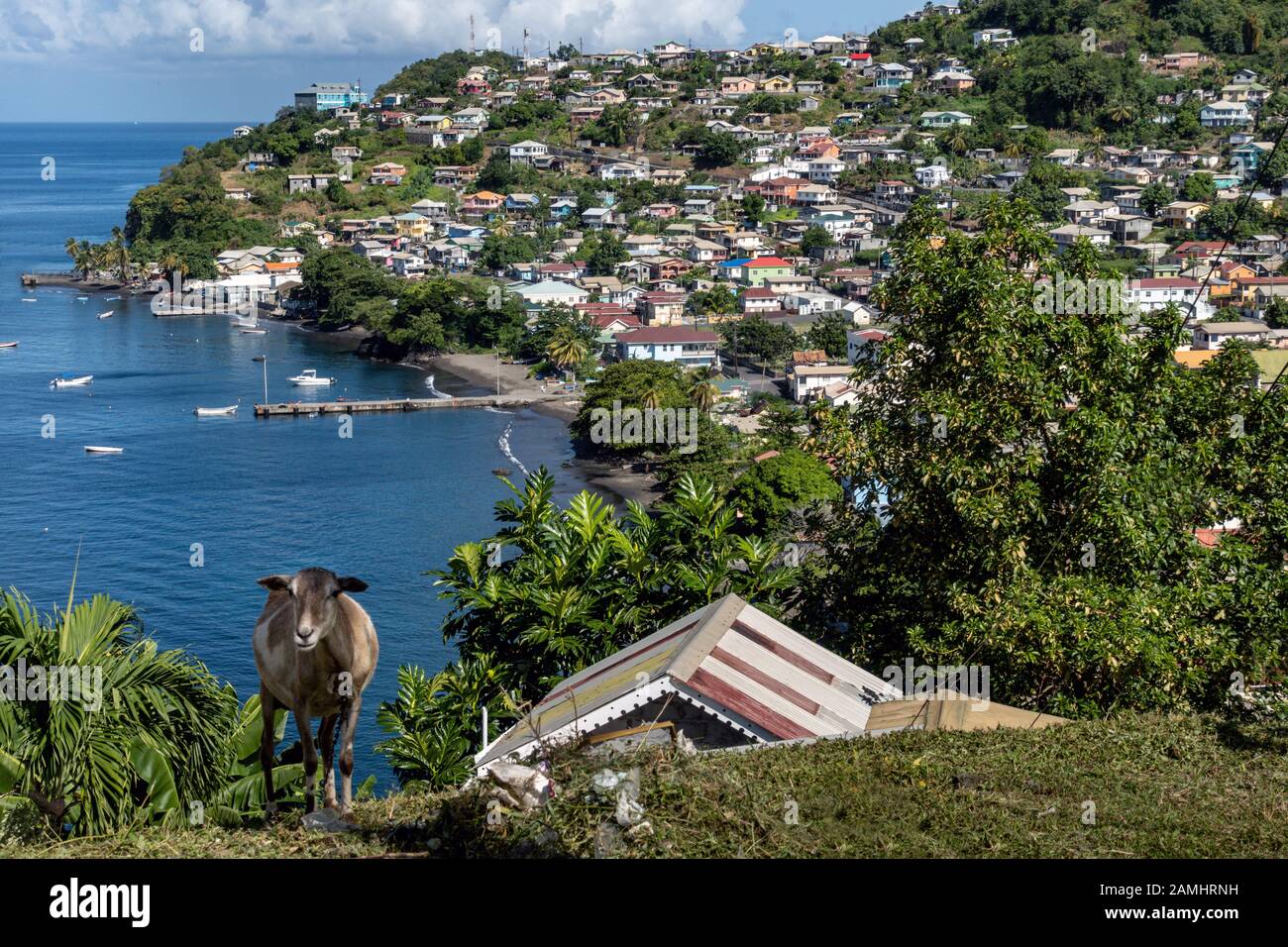 Ziegenbock auf einem Hügel mit Blick auf Barrouallie, St. Vincent, Saint Vincent und die Grenadinen, Windward Islands, Karibik, Westindien Stockfoto