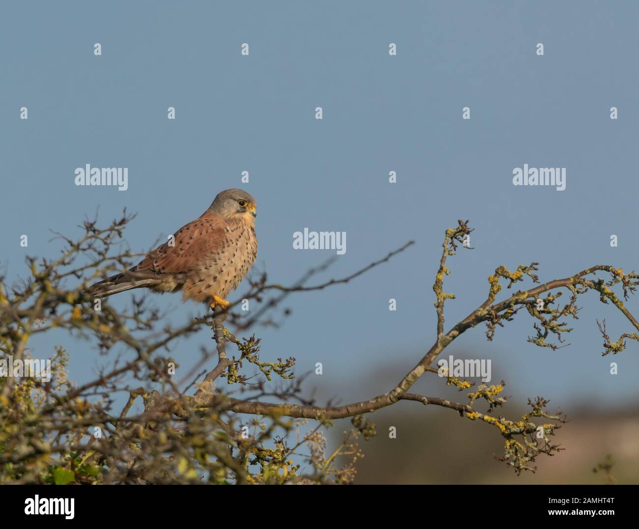 Ein einziger männlicher Kestrel (Großbritannien) thront auf der Spitze eines Weißdornbaums. Stockfoto