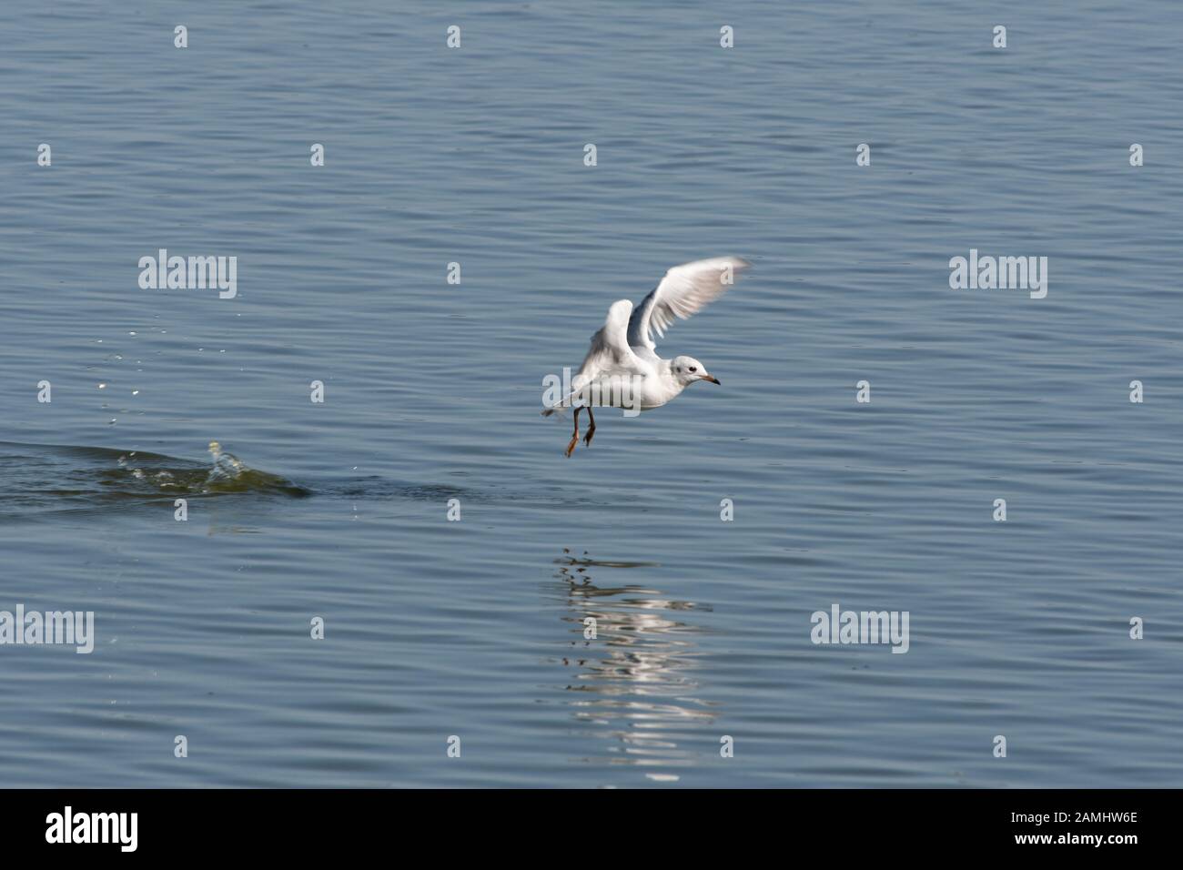 Eine schwarze Möwe, die von einem Teich abgeht Stockfoto