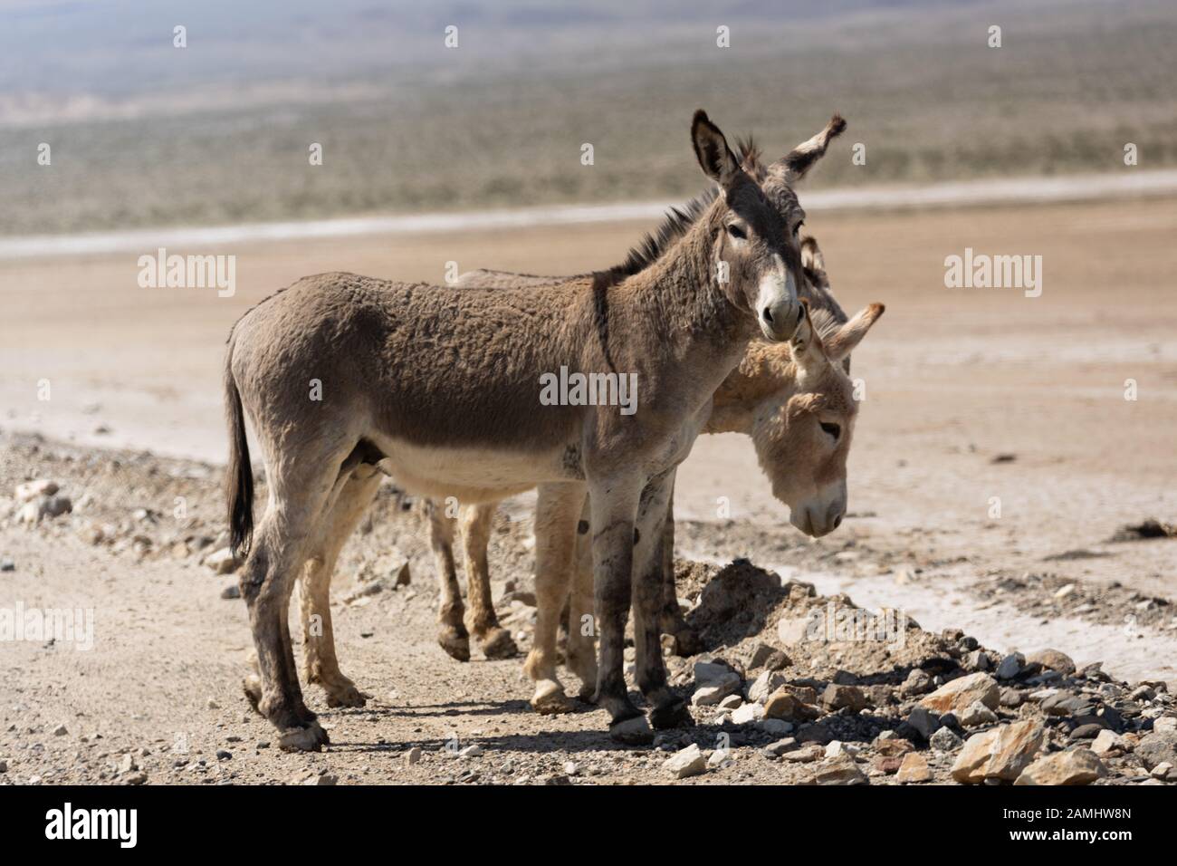 Nahaufnahme von zwei wilden Eseln oder Burros in der Nähe von Ballaret im Inyo County in der südkalifornischen Wüste USA Stockfoto