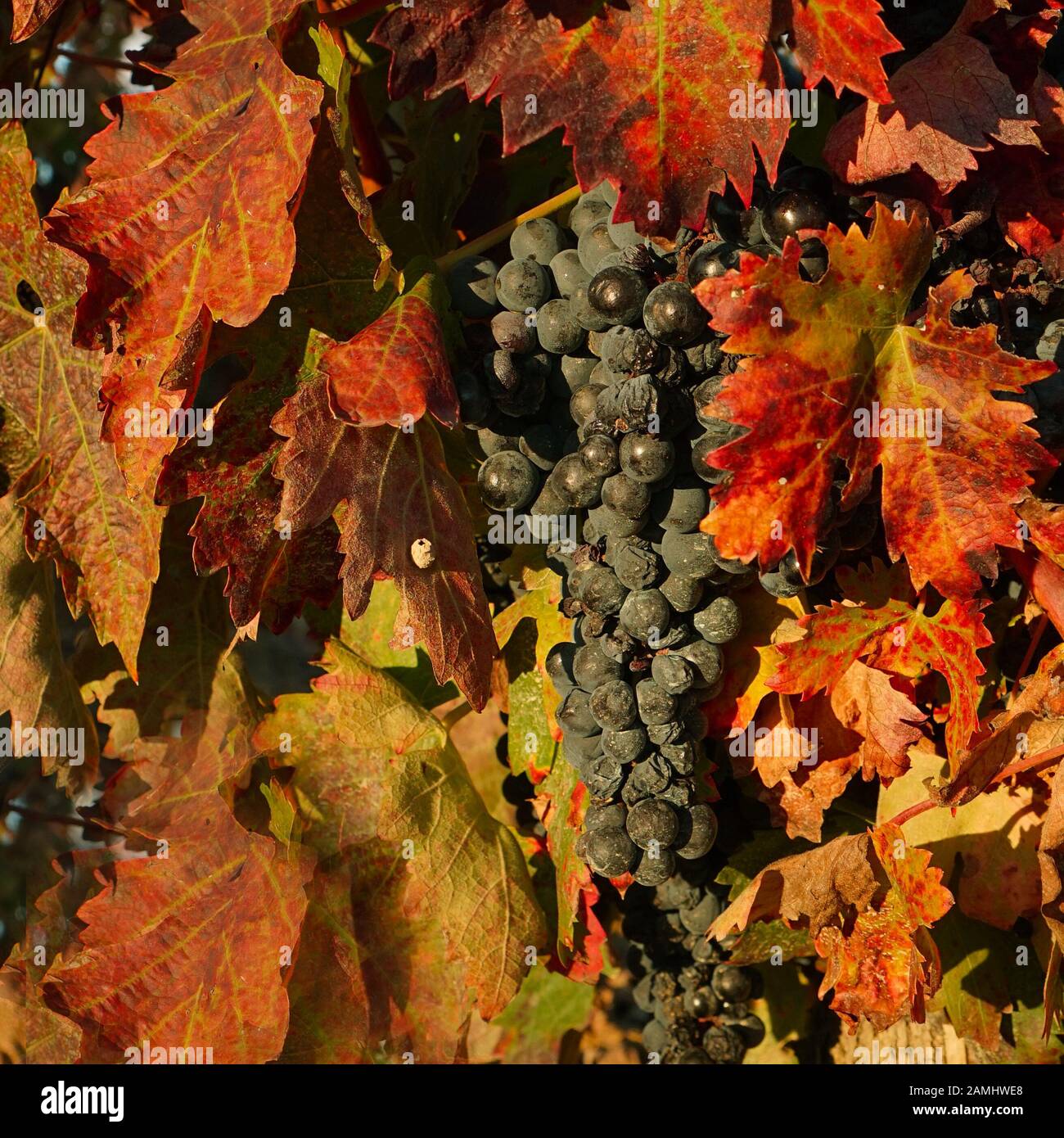 Ein Haufen schwarzer Trauben, die in einem spanischen Weinberg mit herbstlichen Tönen an der Weinrebe wachsen Stockfoto