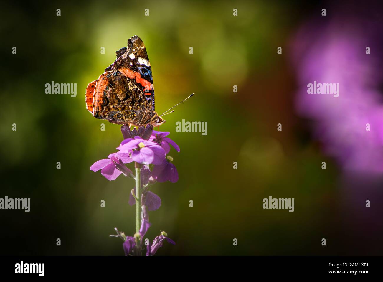 Der rote Admiral, Vanessa atalanta, ein schöner bunter Schmetterling auf einer lila Blume Stockfoto