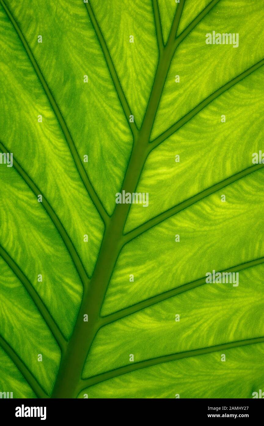 Colomo Hoja Elegante (Elegant Leaf Colomo, AKA Arrowleaf Elephant's Ear) im Marival Armony Resort, Riviera Nayarit, Mexiko. Stockfoto