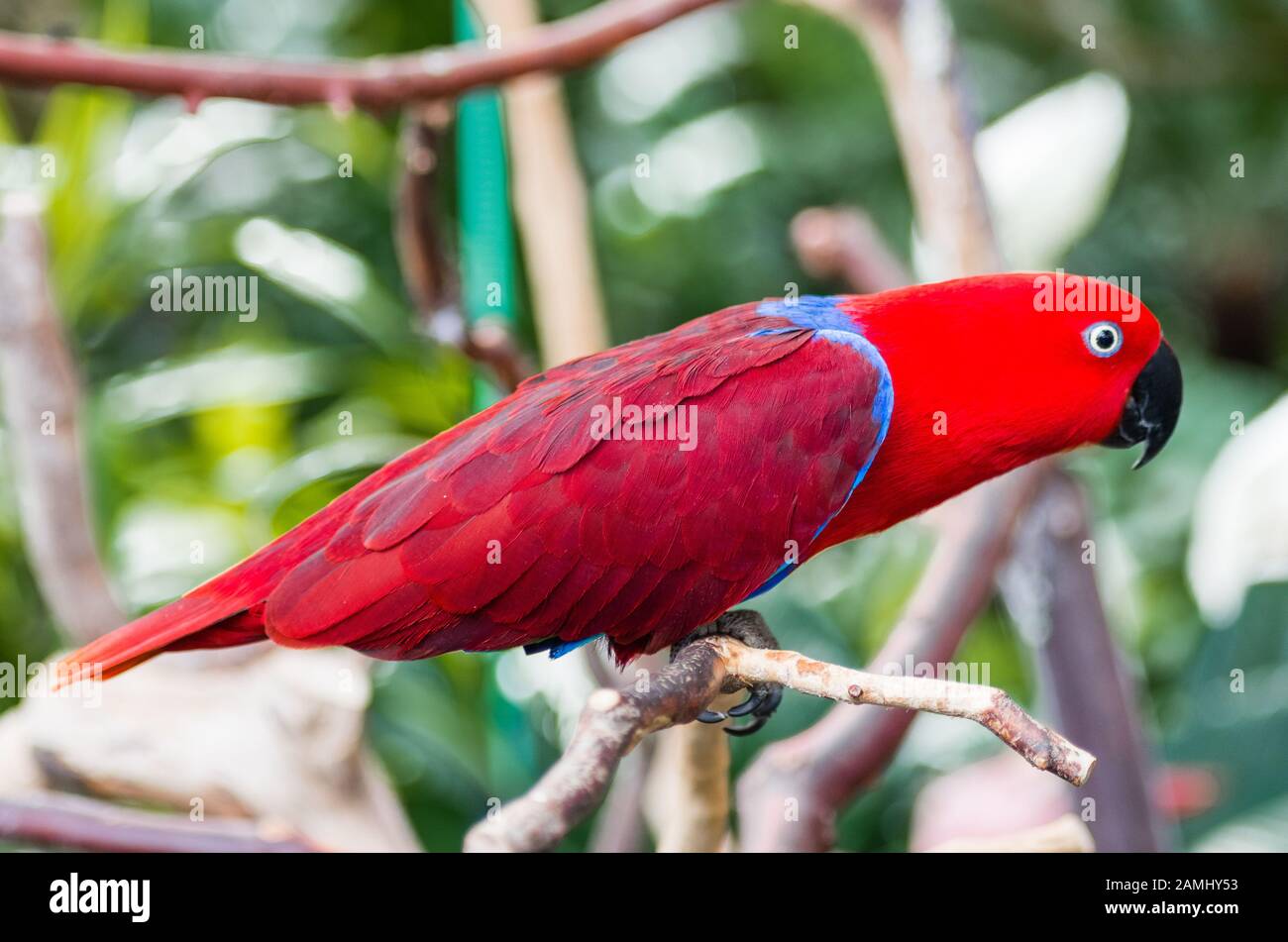 Eclectus Parrot (weiblich) Stockfoto