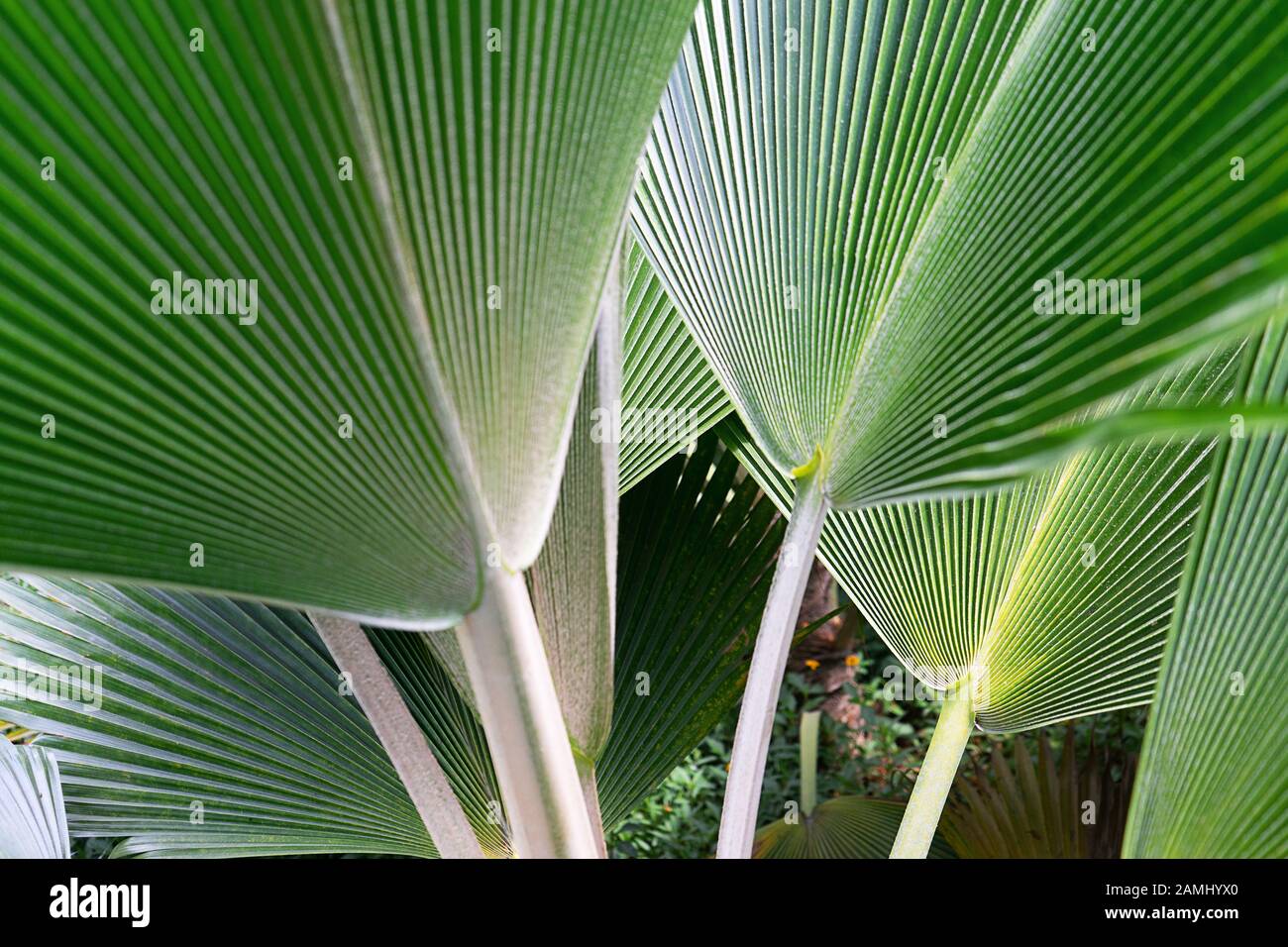 Gestreift von Palmblatt. Abstrakte grüne Textur. Hintergrund mit Blumenmuster. Stockfoto
