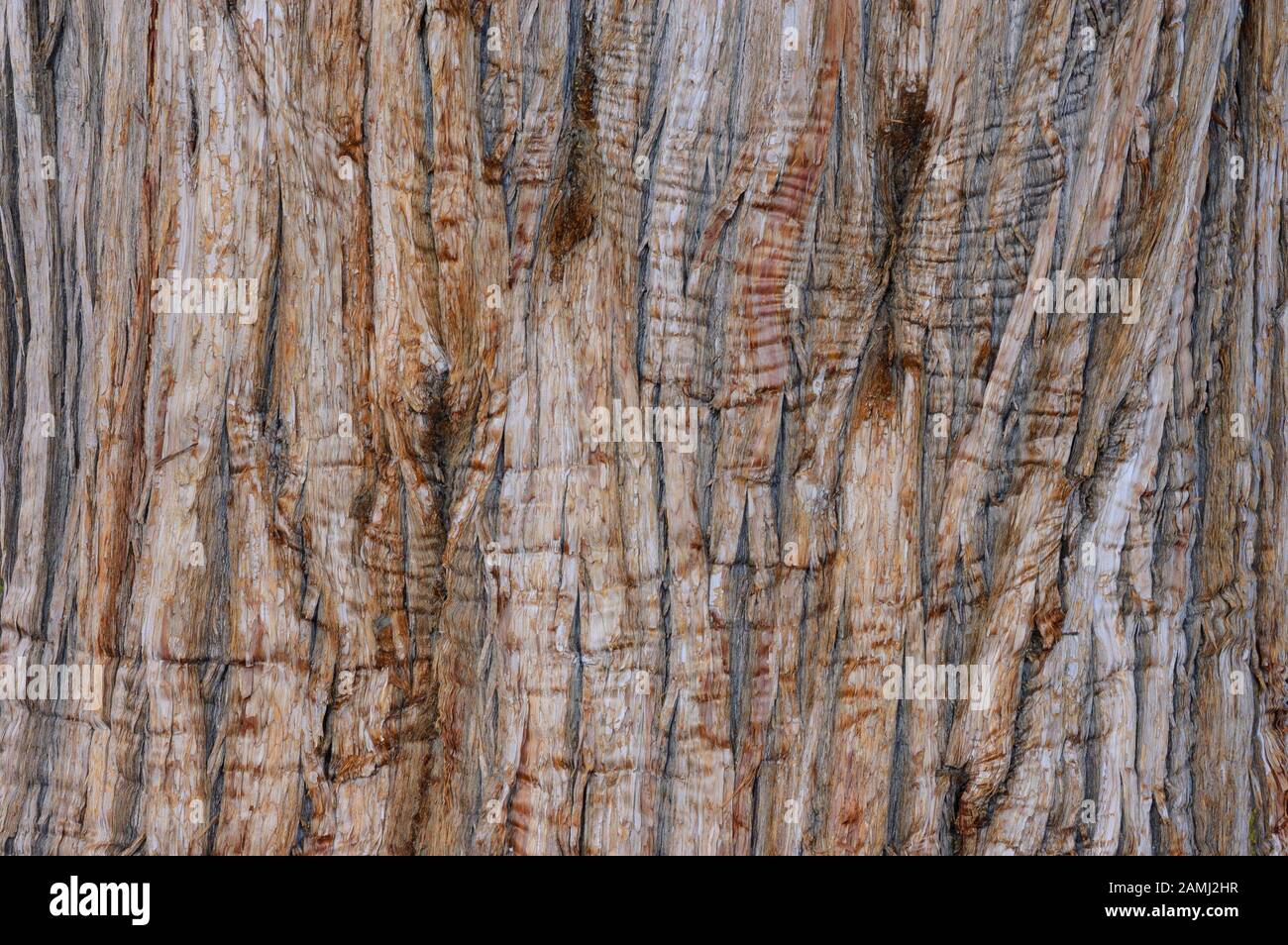 Juniper Tree Bark; Juniper Point, Big Bear Lake, Kalifornien Stockfoto
