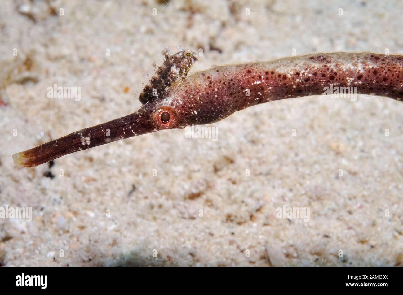 Strightstick Pipefish, Trachyrhamphus longirostris, mit glattem sabretooth blenny, Petroshirtes xestus, auf dem Kopf sitzend, Sekotong, Lombok, Indo Stockfoto