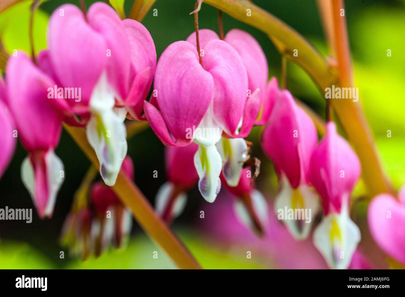 Dicentra 'Gold Heart' Lamprocapnos sieht blutende Herzen Stockfoto