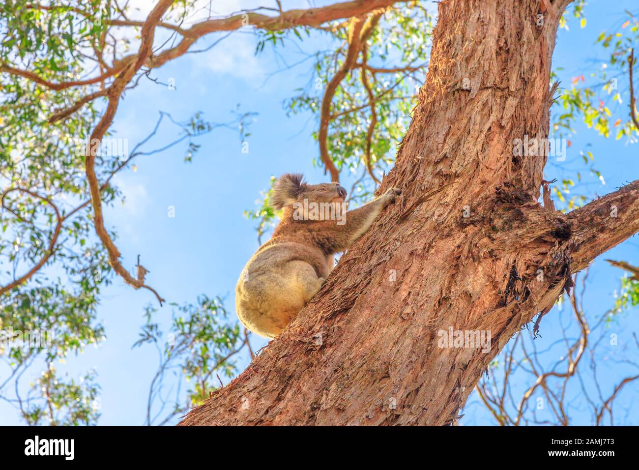 Ein Koala-Bär, Phascolarctos cinereus, erklimmt einen großen Eukalyptus-Stamm im Great Otway National Park entlang Der Great Ocean Road, Victoria, Australien. Stockfoto