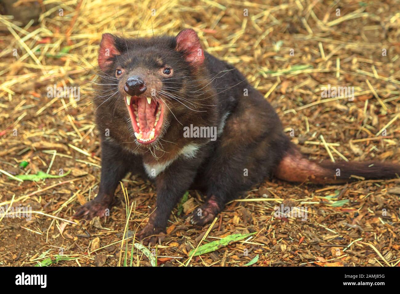 Der schrille Schrei des tasmanischen Teufels, Sarcophilus harrisii, Tasmanische Ikone im Trowunna Wildlife Sanctuary, Tasmanien, Australien. Stockfoto
