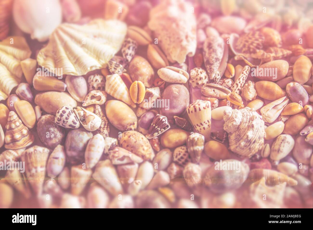 Ein Nahfoto im Vintage-Stil der Kinder-Seashell-Kollektion aus einem Sommerurlaub am Strand. Es wurden Fehler hinzugefügt, die wie Retro-Film aussehen. Stockfoto