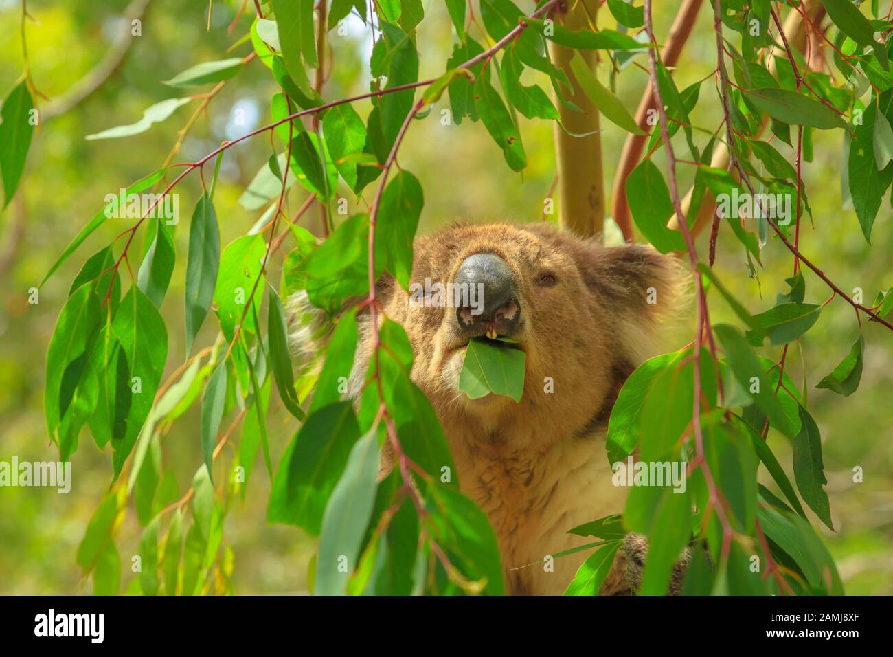 Porträt der erwachsenen Koala-Bären, die Eukalyptusblätter auf Phillip Island in Victoria, Australien essen. Viele Wälder werden durch Buschfeuer zerstört, Koalas sind es Stockfoto