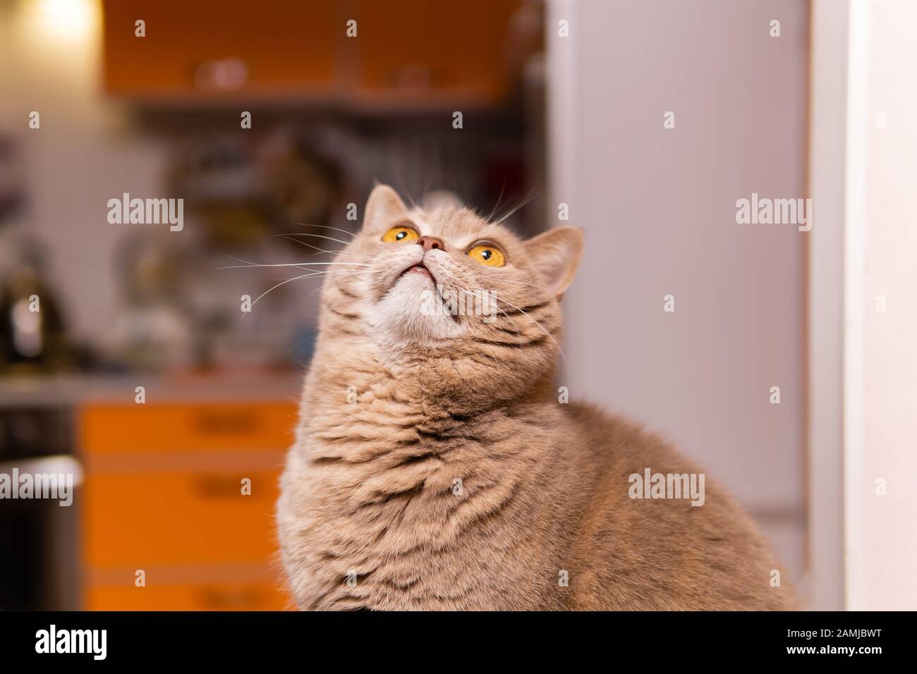 Die süße schottische, gerade Katze schaut nach oben und beobachtet das Auge für etwas Stockfoto