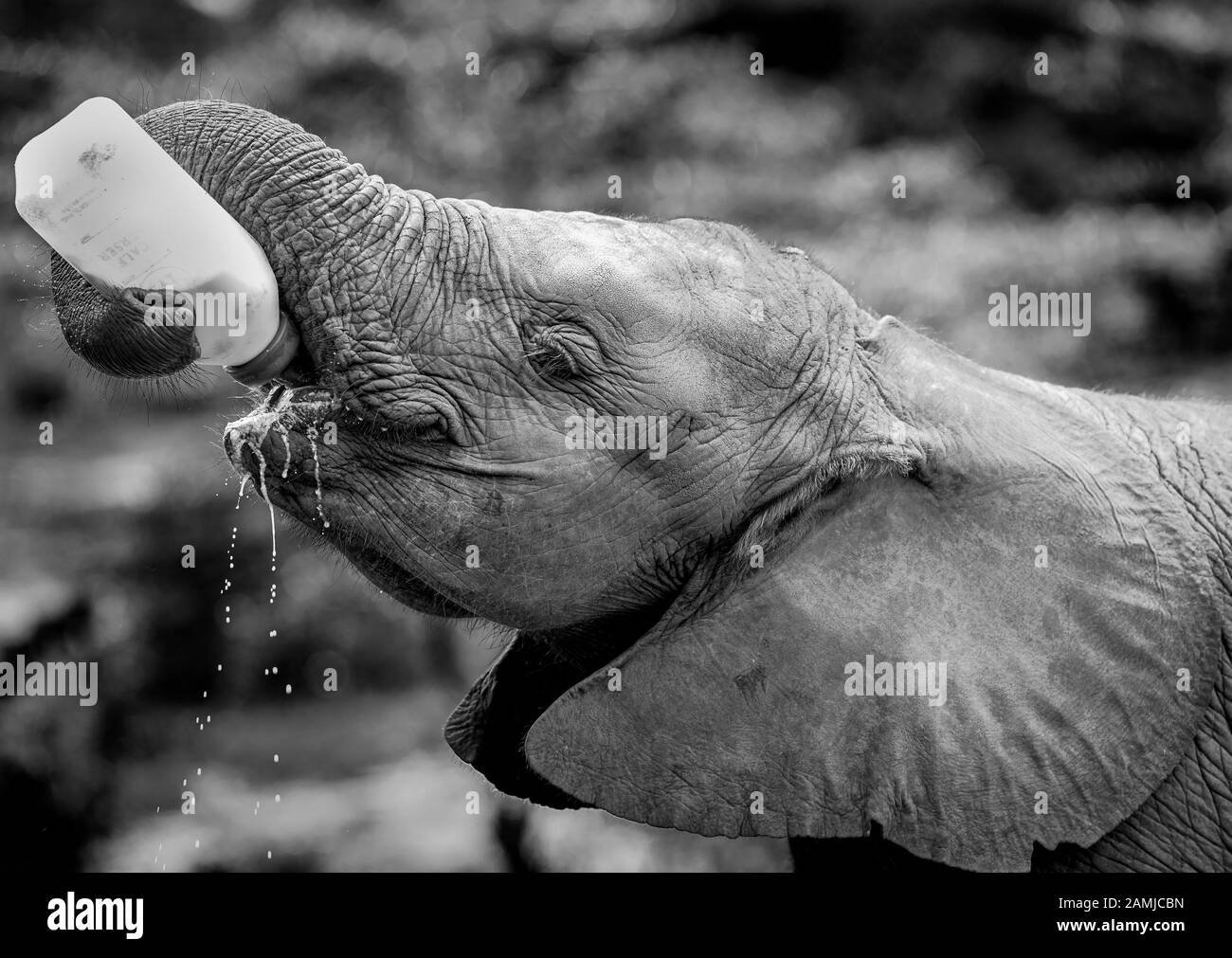 Verwaiste Afrikanische (Loxodonta Africana) Elefanten an der David Sheldrick Wildlife Trust (DSWT) am Stadtrand von Nairobi, Kenia. Stockfoto