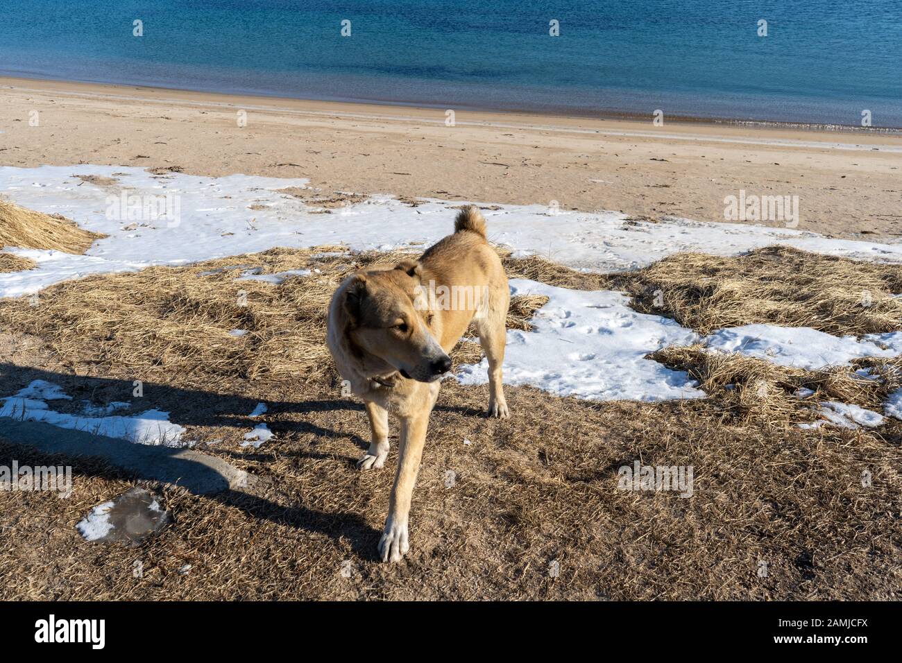 Porträt eines Hundes auf dem Hintergrund des Meeresufers. Stockfoto