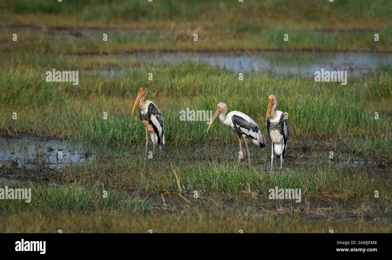 Der gemalte Storch (Mycteria leucocephala) ist ein großer Wader in der Familie Storch. Sie kommt in den Feuchtgebieten der Ebenen des tropischen Asiens vor. Stockfoto