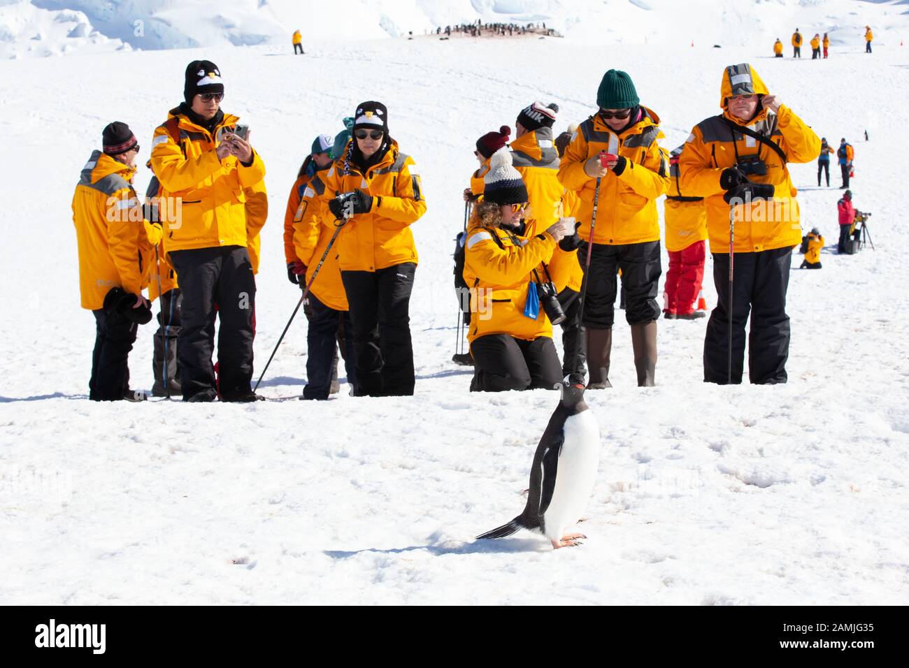 Touristen in der Gentoo Pinguin Kolonie, Mikkleson Harbour, Antarktis Stockfoto
