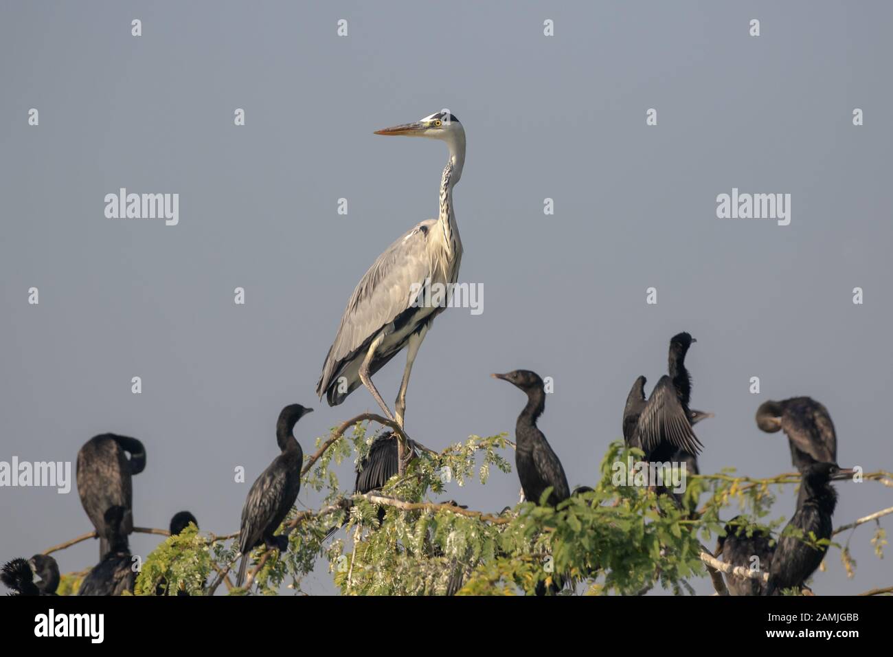 Großer Heron steht unter vielen Kormoranen auf sumpfigem sumpfigem Land Stockfoto