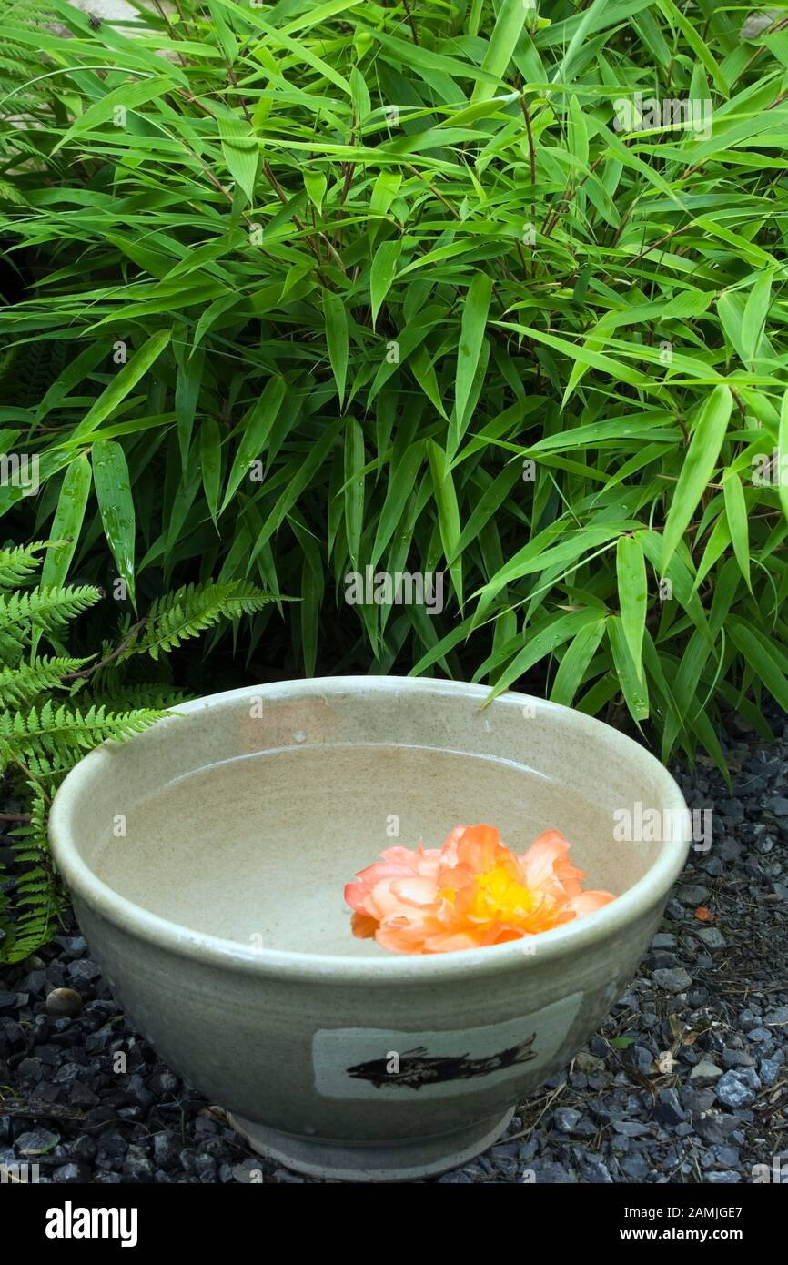 Nahaufnahme der mit Wasser gefüllten Keramikschale und der orangefarbenen Begonienblume im japanischen Garten im privaten Garten im Hinterhof im Sommer. Stockfoto