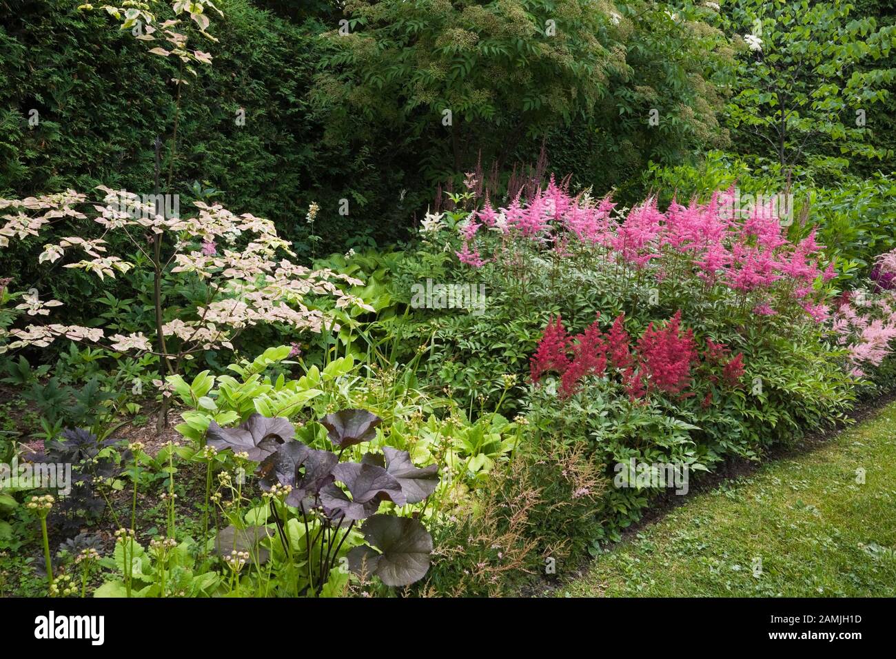 Grüner Rasen und Grenze zu Cornus alternifolia - Pagoda-Dogwood-Baum, rote, pinke und mauve Astibe Blumen im privaten Hinterhofgarten im Sommer. Stockfoto