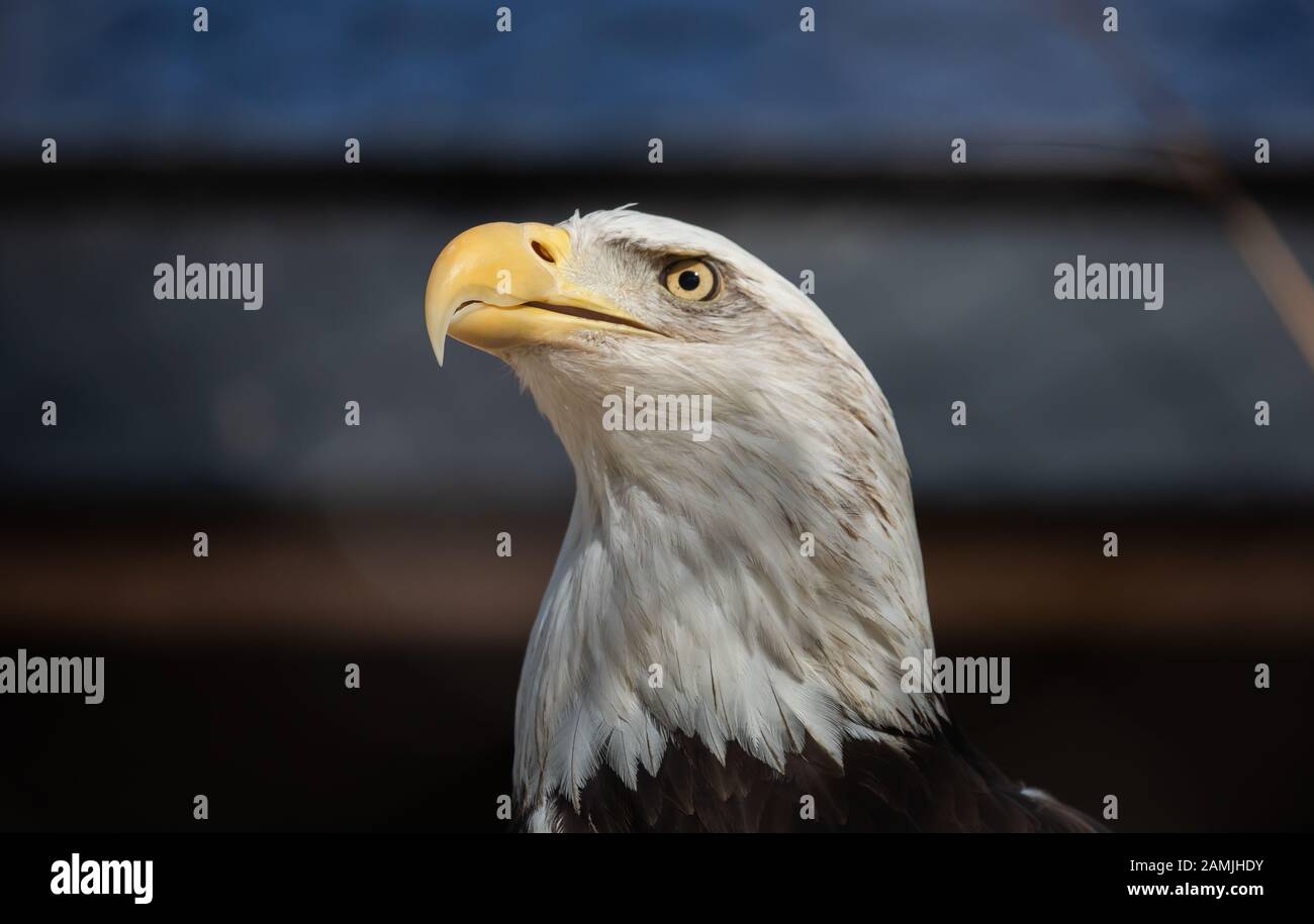 Kopf- und Halsschuss eines Baldköpfigen Adlers im Phoenix Zoo in Arizona Stockfoto