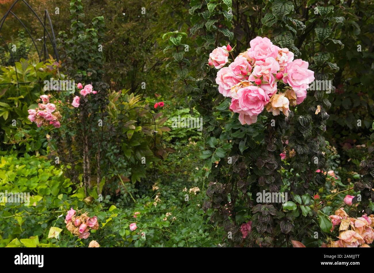 Grenze zu Rosa Rosa 'Flower Carpet Applebloom' - Rosenblüten im Herbst im privaten Garten im Hinterhof. Stockfoto