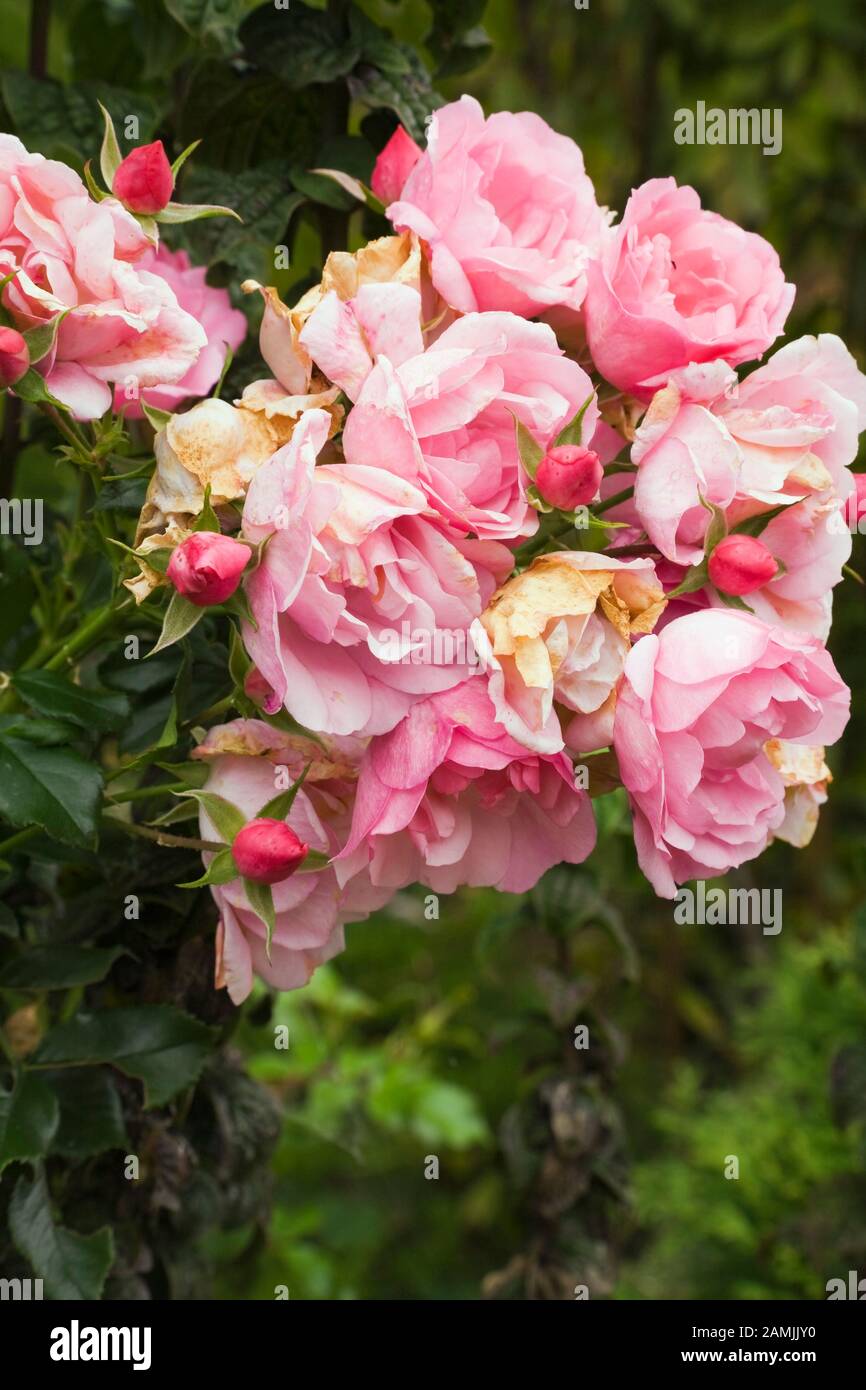 Nahaufnahme der verwilderten Rosa 'Blumenarpet Applebloom' - Rosen-Blumen im privaten Garten im Hinterhof im Herbst. Stockfoto