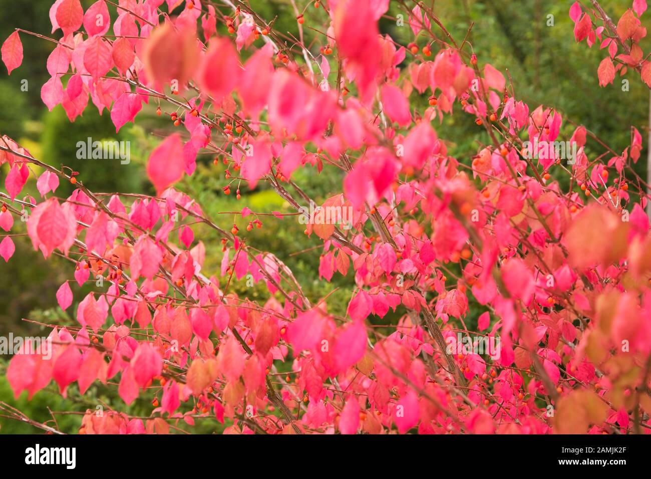 Nahaufnahme von Euonymus alatus - Spindelbaum mit roten Blättern im privaten Hinterhofgarten im Herbst. Stockfoto