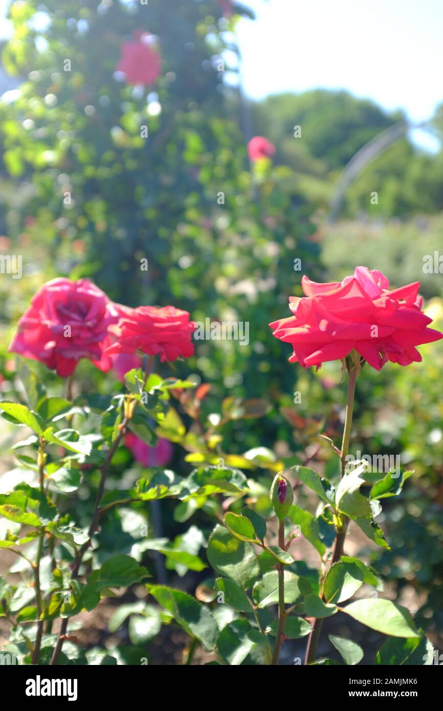 Adelaide Botanischer Garten Stockfoto