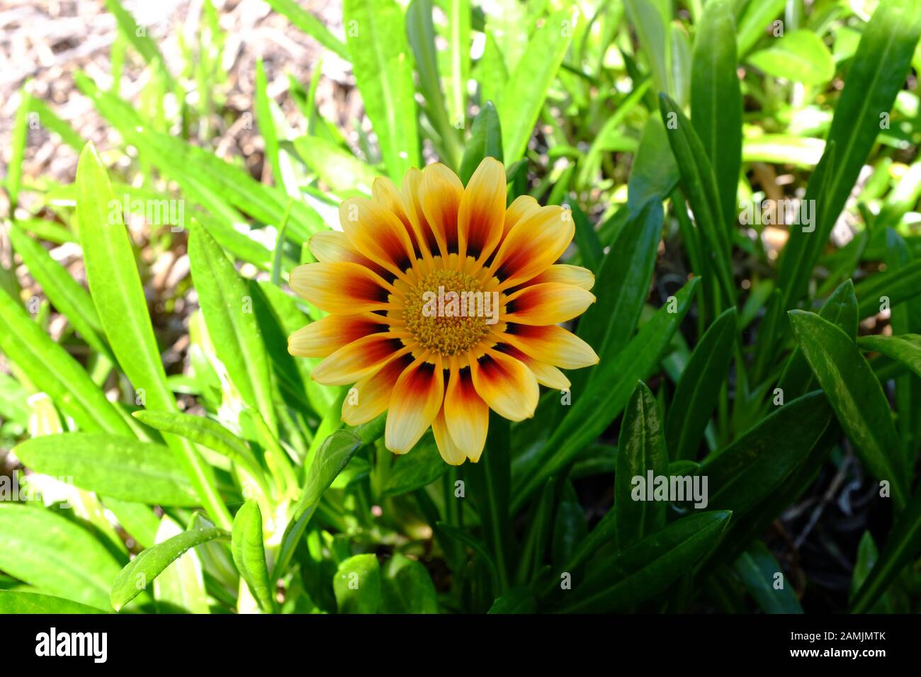 Adelaide Botanischer Garten Stockfoto