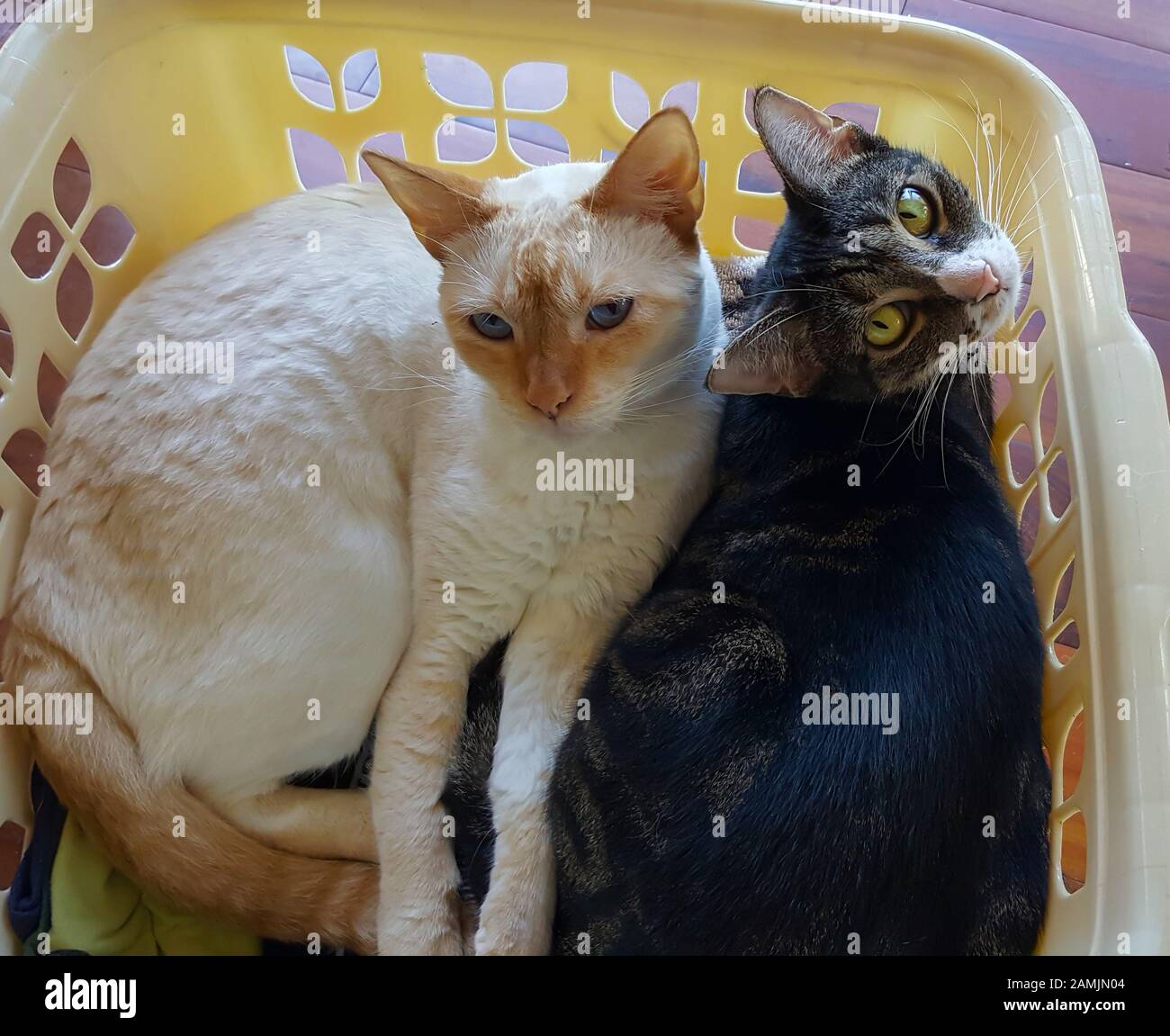Zwei adorable Cats lounge Seite an Seite in einen Wäschekorb und Blick in die Kamera. Stockfoto