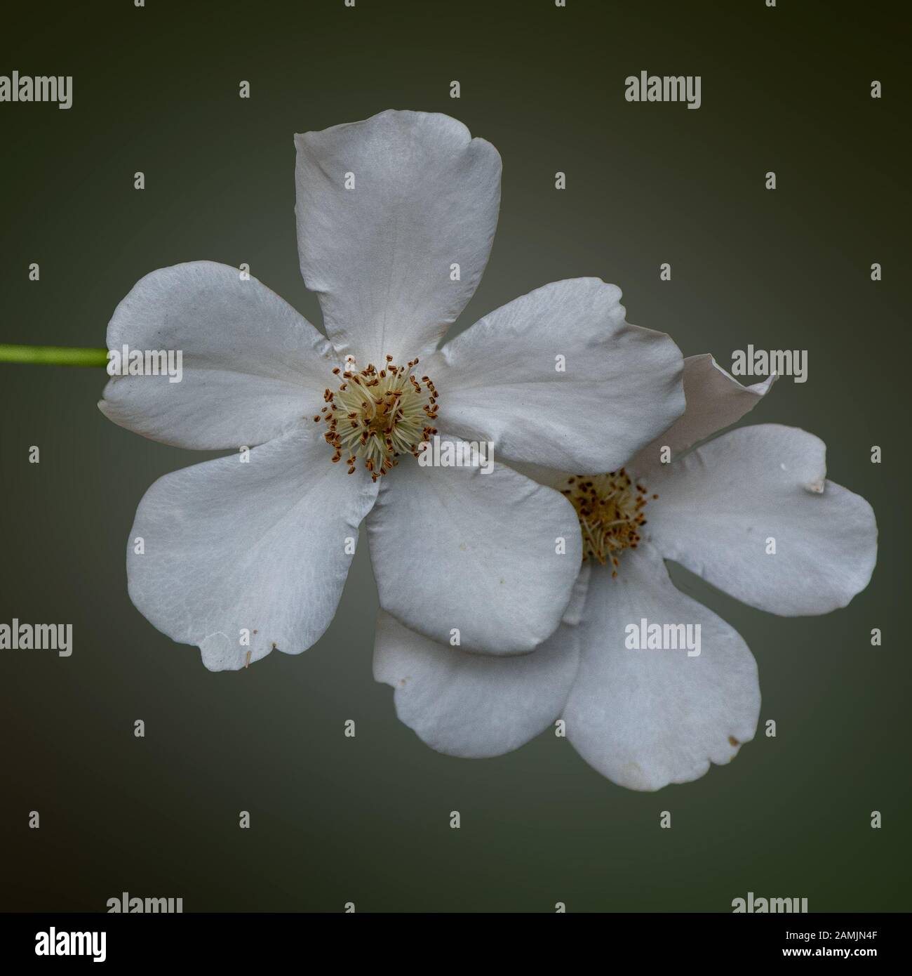 Weiße kalifornische Wildrosen (Rosa californica) in der Natur, von oben betrachtet, mit Regentropfen Stockfoto