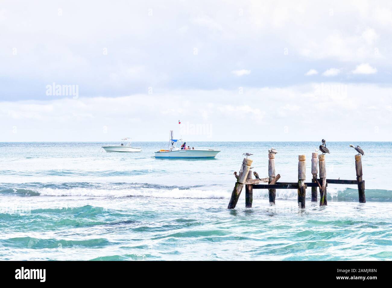 Pelikane und Möwen stehen auf Holzpfeilern am Ufer des Riviera Maya Strandes in Cancun, Mexiko. Stockfoto