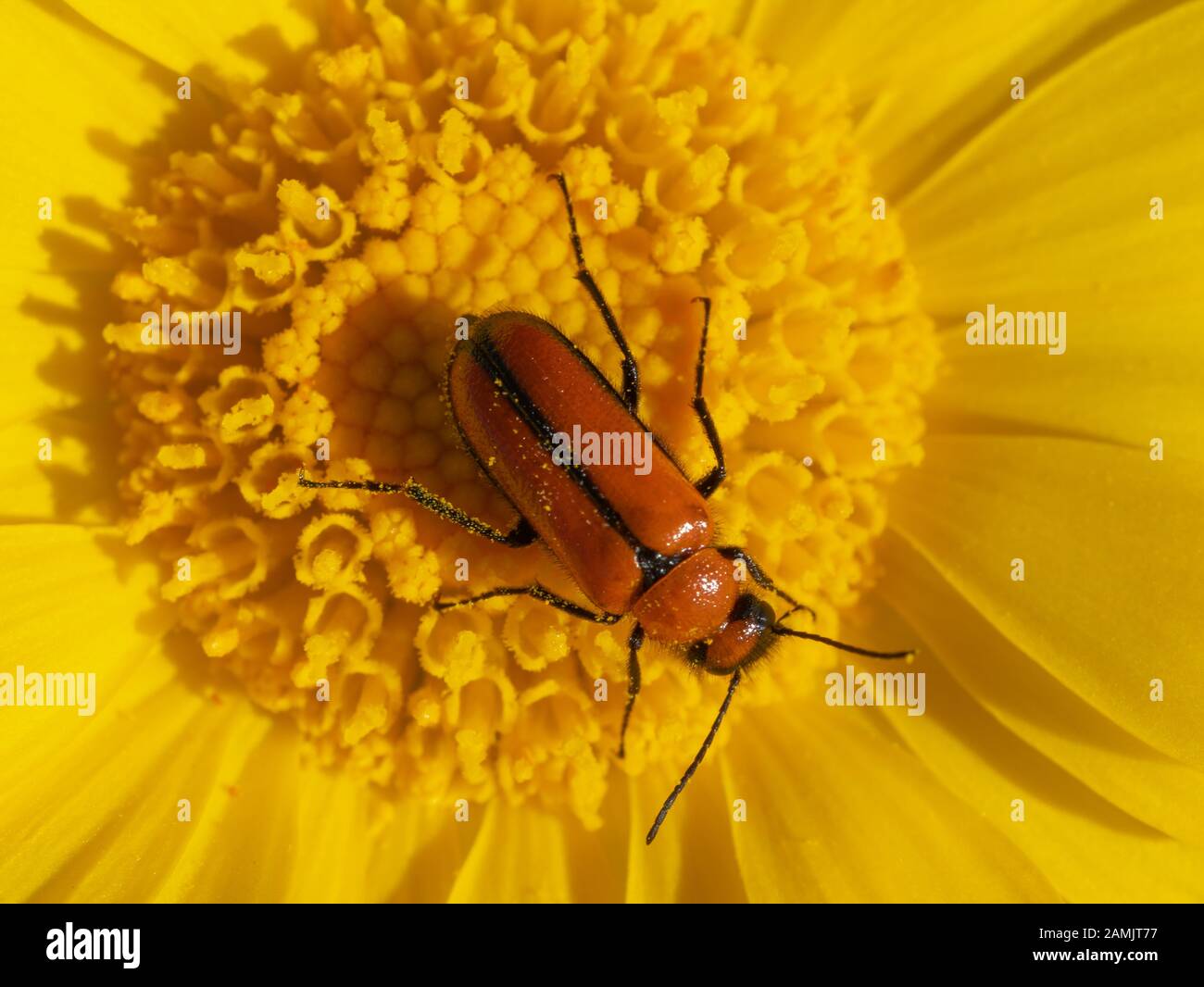 Orangefarbener Käfer auf einer leuchtend gelben Wüstenmarigold-Blüte Stockfoto