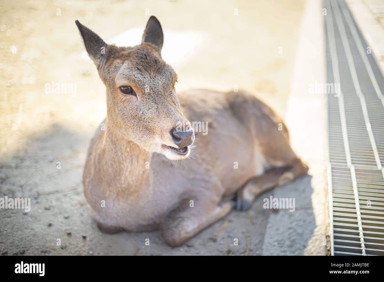 Verschlossene, Süße Rehe im Nara Park der Stadt Nara, Kansai, Japan. Stockfoto