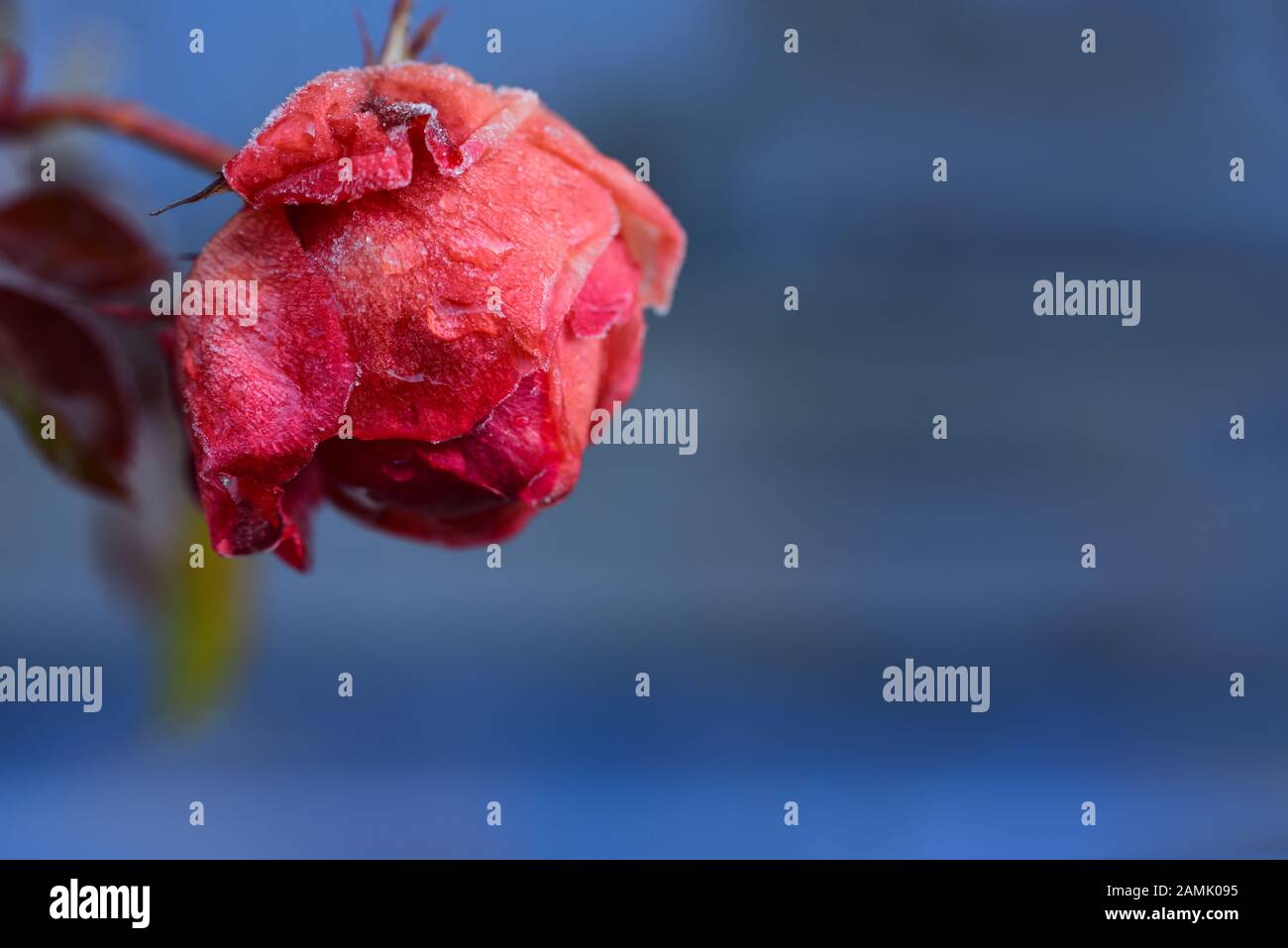 Nahaufnahme einer romantischen verwelkten und gefrorenen Rose vor blauem Hintergrund mit Platz für Text Stockfoto