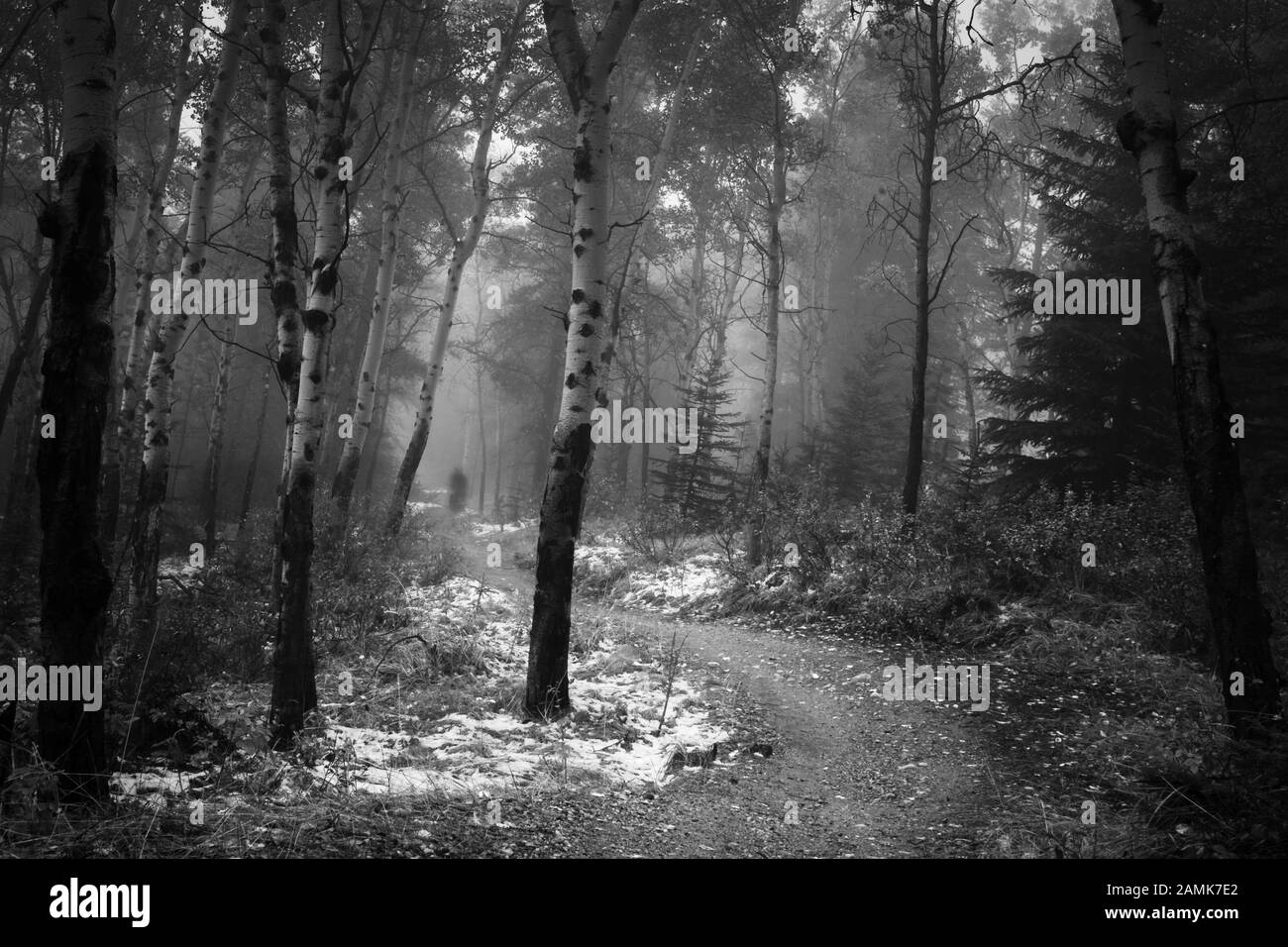 Mystery Woods Film Noir Style Stockfoto