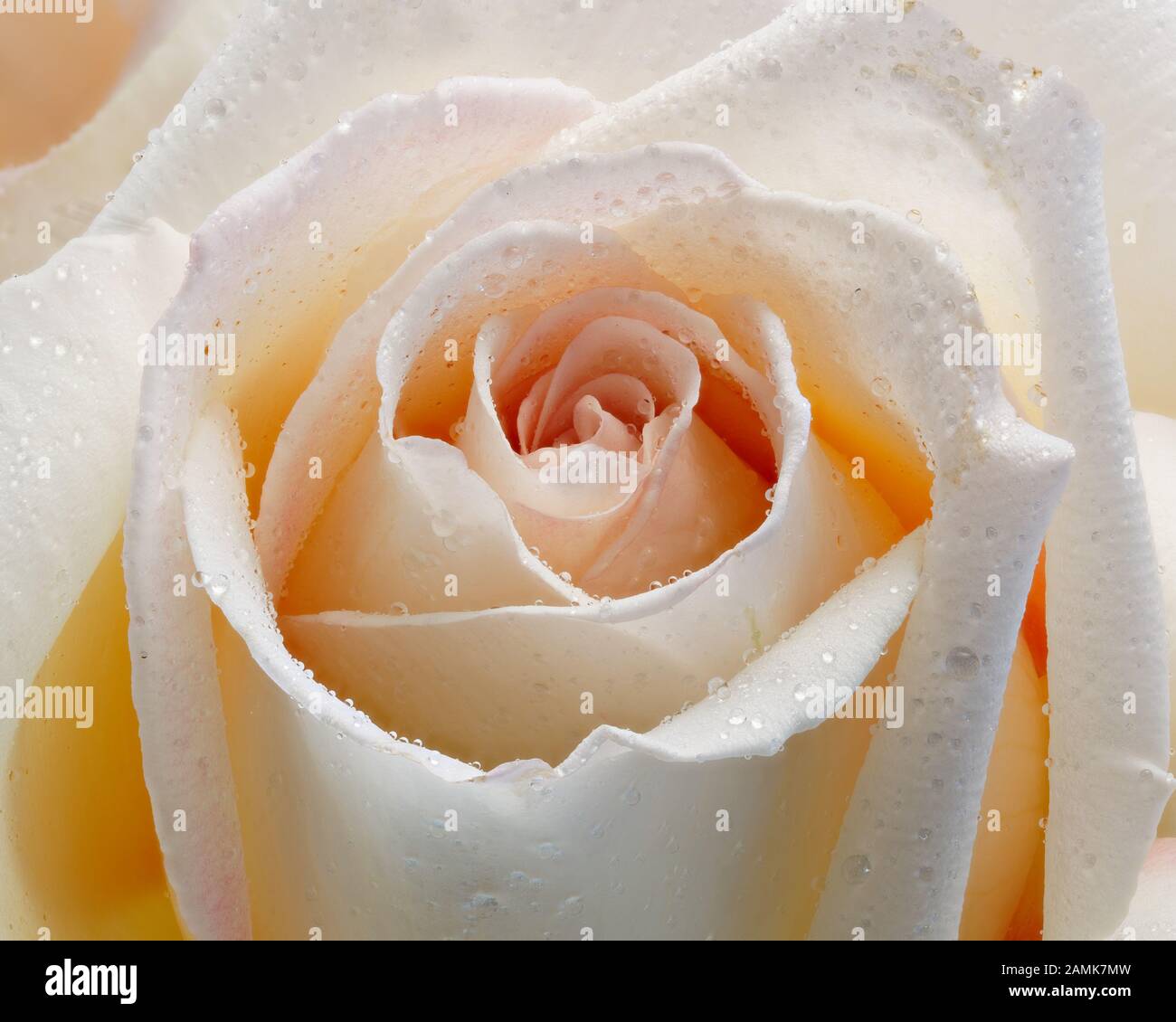 Nahaufnahme einer hellrosa- oder Pfirsichrose, die mit feinen Wassertropfen oder Wasserspray bedeckt ist. Stockfoto