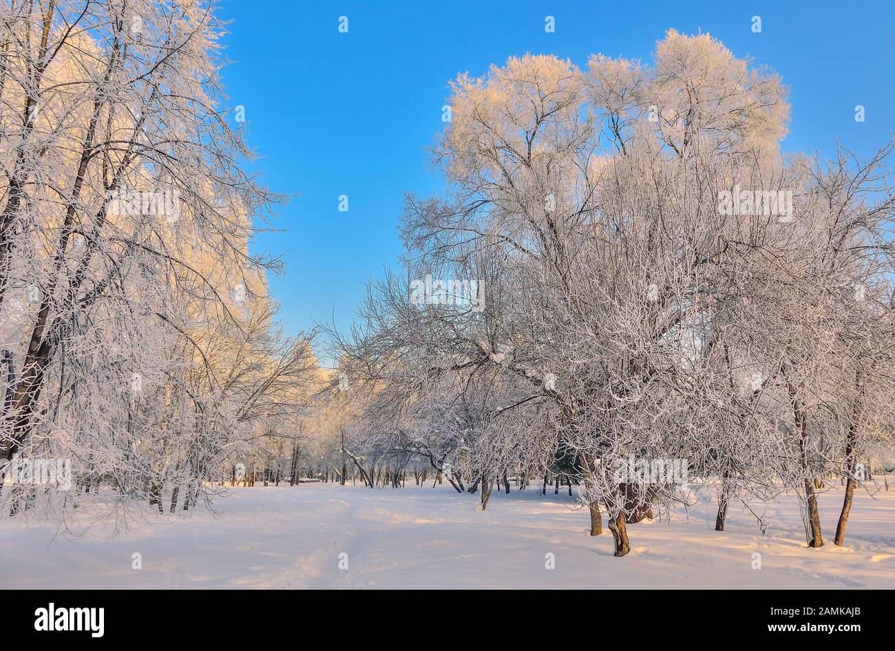 Schönheit der winterlichen Landschaft in Snowy Park am sonnigen Tag. Wunderland mit weißen Schnee und Raureif bedeckt Bäume und Sträucher im Sonnenlicht - schöne Winte Stockfoto