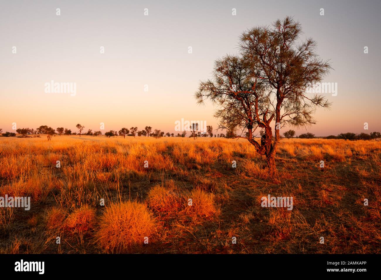 Typische Outback-Landschaft in Queensand's Channel Country. Stockfoto