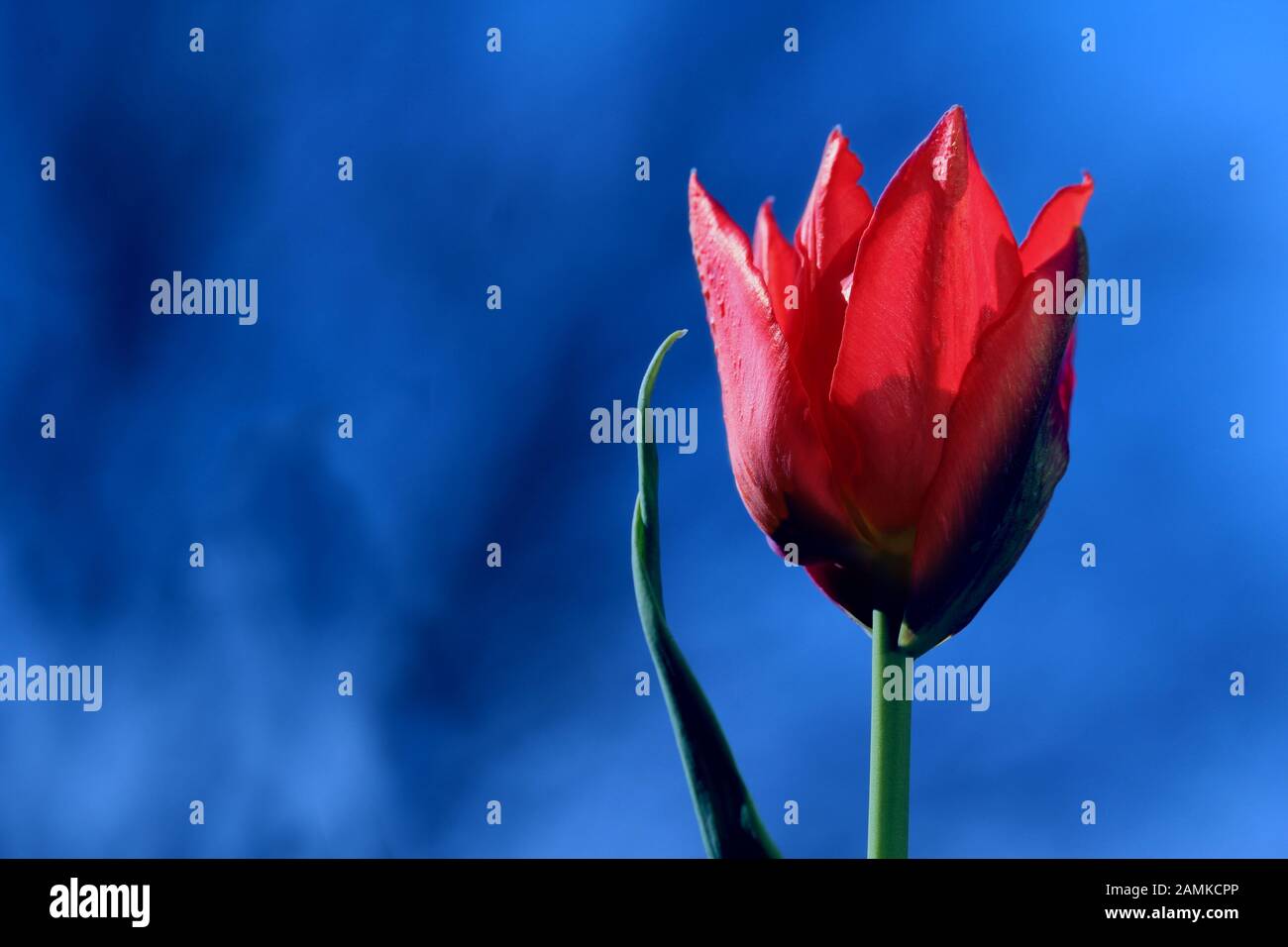 Leuchtend rote Tulpe in Nahaufnahme auf einem kontrastierenden klassischen blauen Hintergrund. Valentines Tageskonzept mit Copyspace. Stockfoto