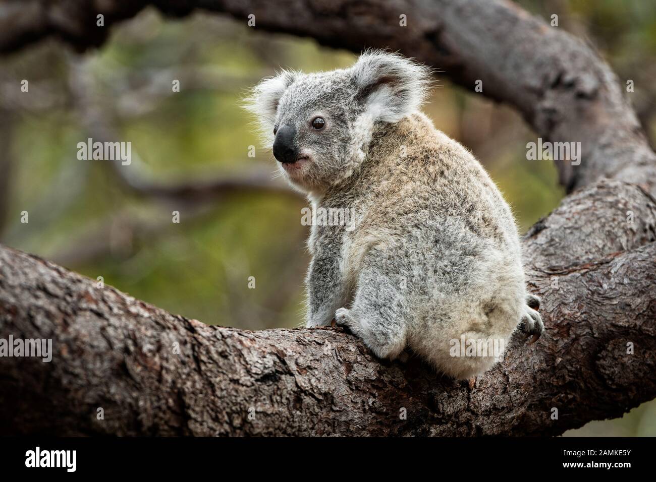 Koala Joey entdeckt neugierig seine Umgebung. Stockfoto