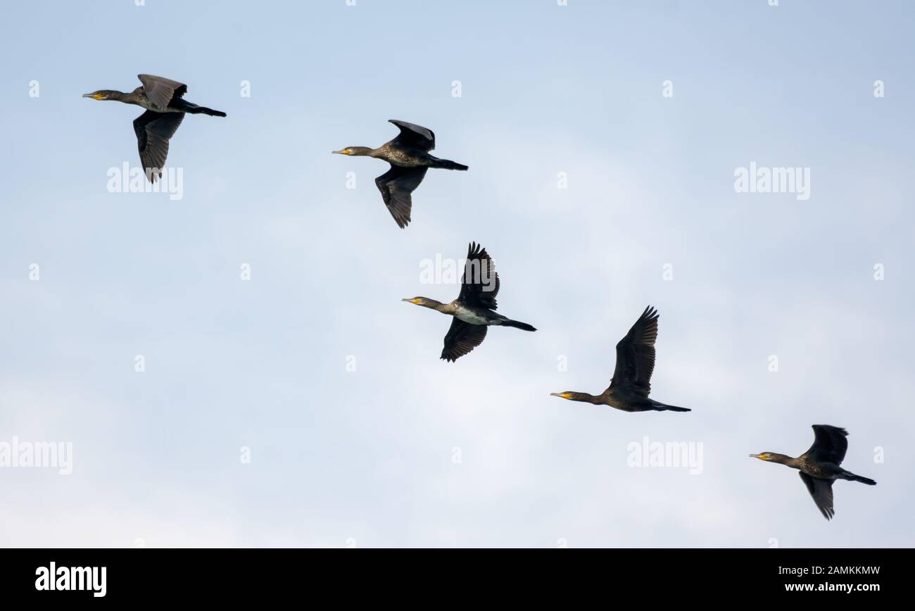 Fünf große Kormorane fliegen zusammen im blauen Himmel Stockfoto