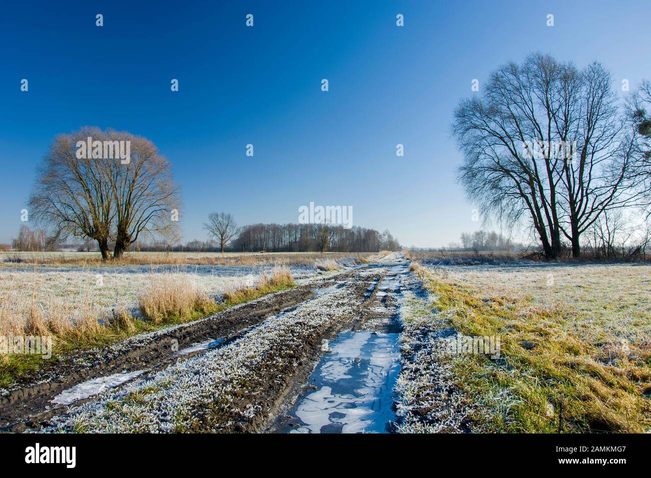 Gefrorene Feldstraße durch Wiesen, Bäume und blauen Himmel, Blick in den Wintertag Stockfoto